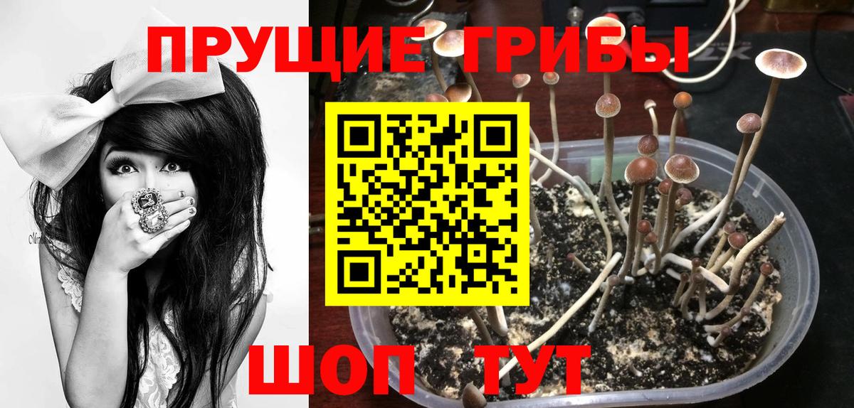 Псилоцибиновые грибы мицелий Горно-Алтайск